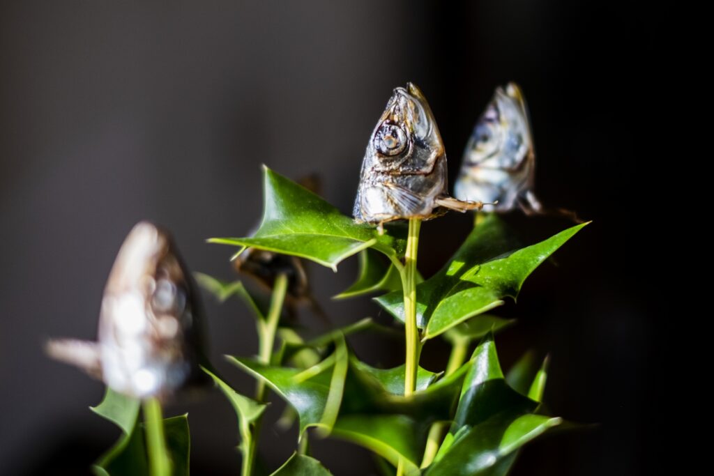 Hiiragi iwashi, a traditional Setsubun decoration made of holly leaves and grilled sardine head