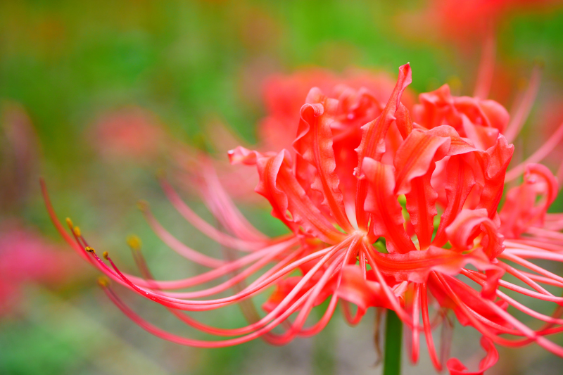 A close-up of a vibrant red spider lily, often associated with the autumn Ohigan season.