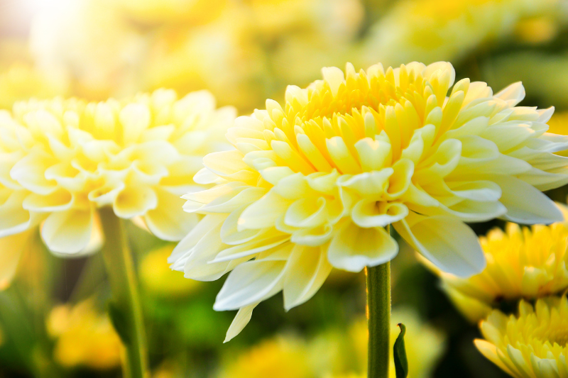 Chrysanthemums — the essential symbol of Chōyō, Japan’s Chrysanthemum Festival.