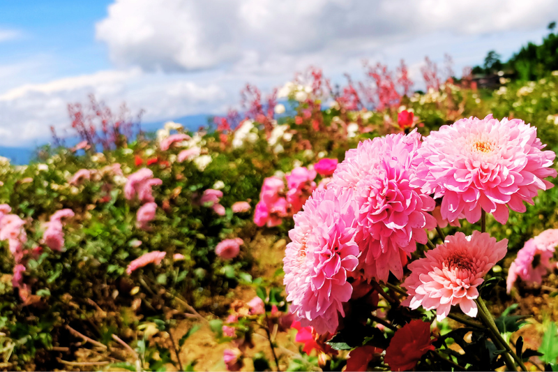 Pink chrysanthemums blooming under a soft autumn sky.