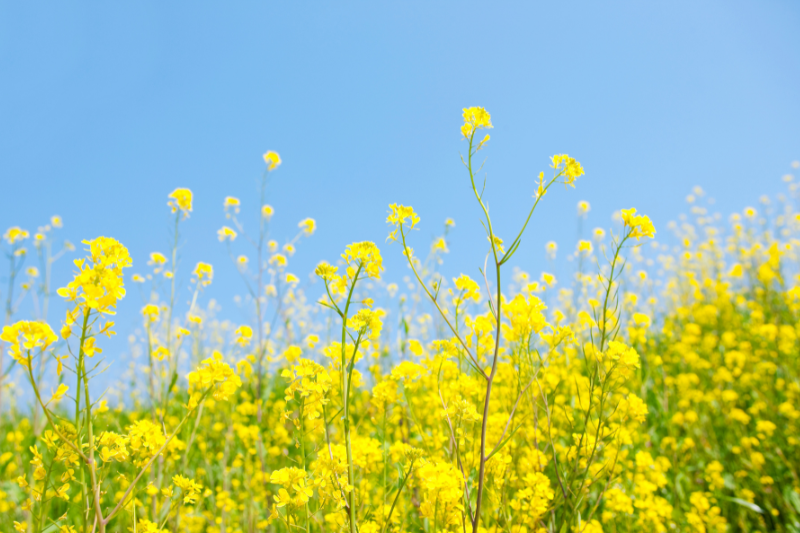 A field of bright yellow nanohana flowers blooming under a clear spring sky, symbolizing the gentle atmosphere of the spring Ohigan period in Japan.