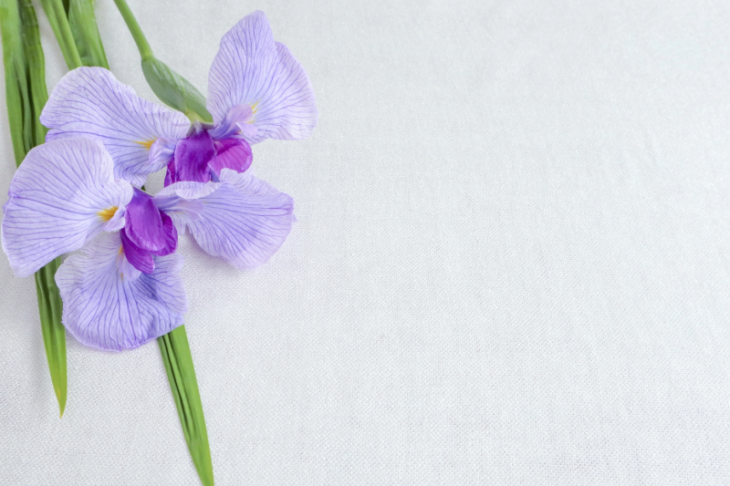 Light purple iris flowers arranged on a soft fabric background, symbolizing the early summer season of Children’s Day.