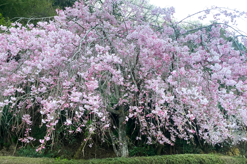 Weeping cherry tree in full bloom, softly glowing in the spring light