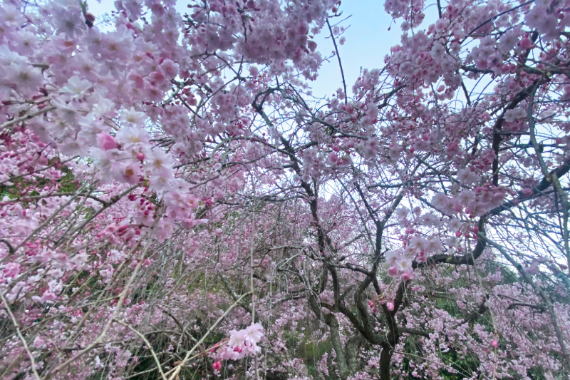 Cherry blossom branches forming a soft pink canopy in spring