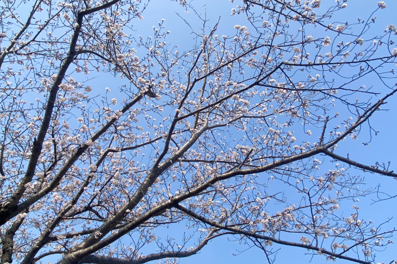 Cherry blossoms blooming quietly against a clear spring sky in Japan